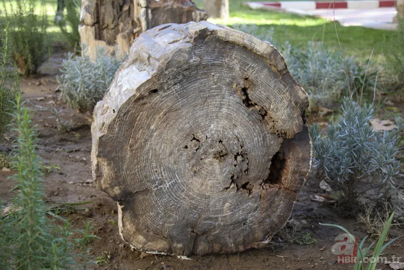 Yol yapımı sırasında bulundu! Milyonlarca yıllık… 2