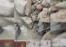 Tağar Çayı’nda su samurları görüntülendi