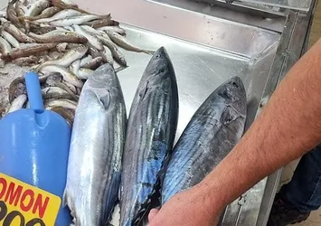 Sinop'ta toriklerin fiyatı 800 liraya düştü!