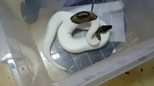 İstanbul’da egzotik havyan operasyonu