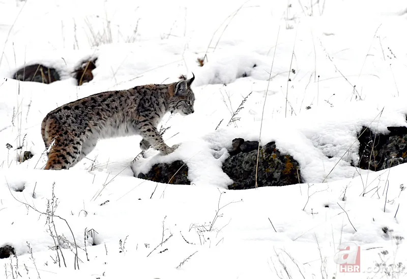 Nesli tehlike altındaki Kafkas vaşağı gündüz avlanırken görüntülendi! Vahşi doğa belgesellerini aratmadı 2
