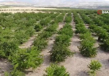 Kuru kayısı ihracatta yüz güldürüyor
