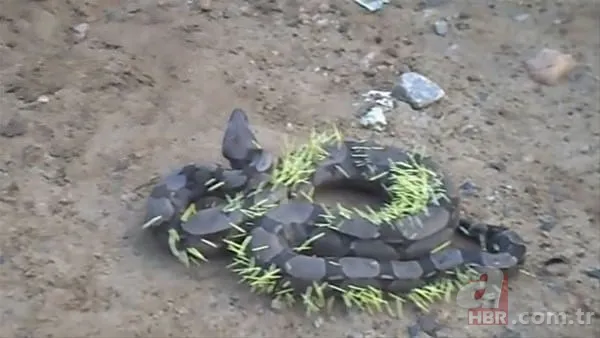 Onları görenler şaştı kaldı! 4