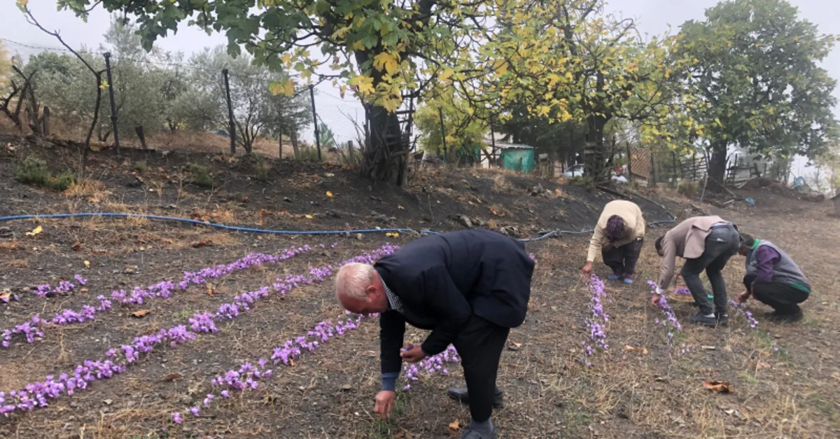 Adana’da safran hasadı başladı: Gramı 50 liradan alıcı buluyor
