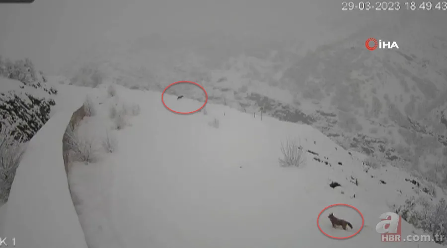 Hayvanlarını beslemek için ahıra giden kadın dehşeti yaşadı 🐄 Kurt birden saldırıp çenesini ısırdı 🐺 8