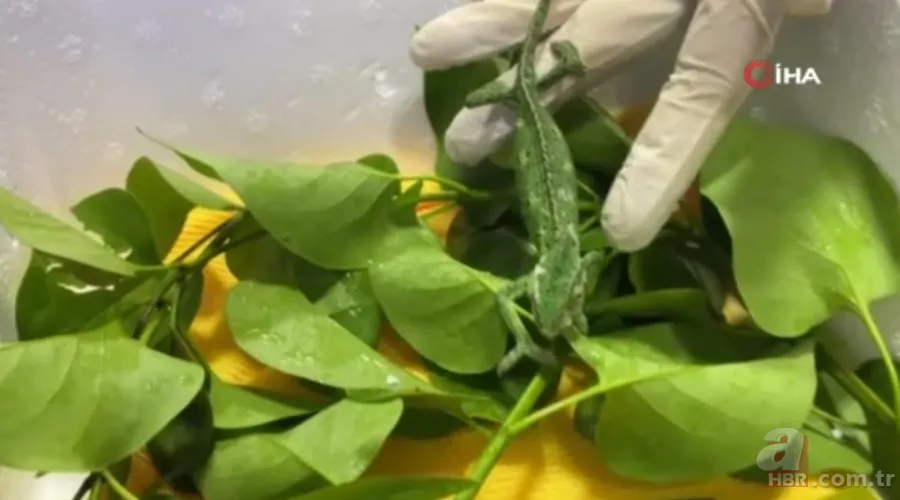 Maydanozların arasından çıkan şoke etti! Hal esnafı hemen ekiplere haber verdi | Fotoğraftaki ayrıntıya dikkat! 2