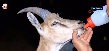 Tilki ve kedinin yemek savaşı kamerada! Böyle tokatladı