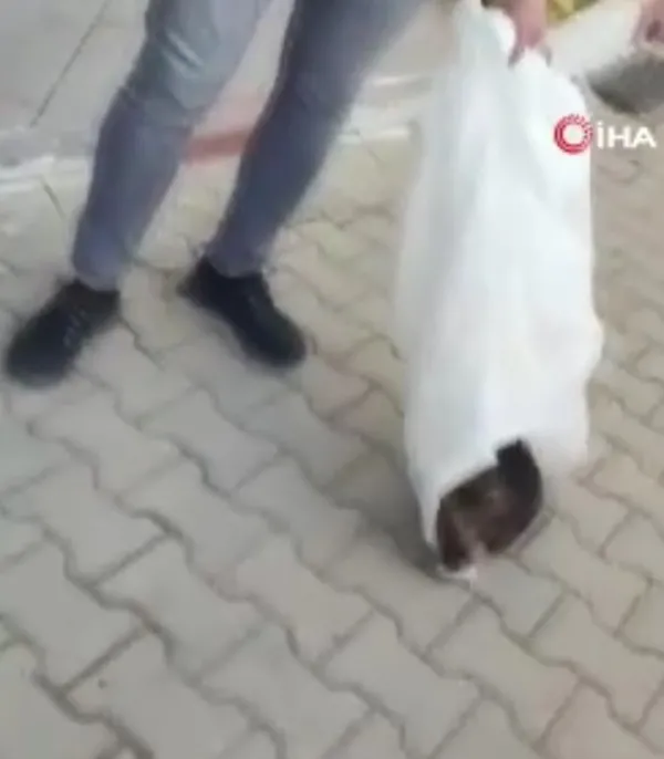 bilecikte-kyk-yurdunda-insanlik-disi-olaya-sert-tepki-bahcedeki-kedileri-toplayip-cuvallara-koydular-1670401156598.jpg Bilecik’te KYK yurdunda insanlık dışı olaya sert tepki! Bahçedeki kedileri toplayıp çuvallara koydular - 2