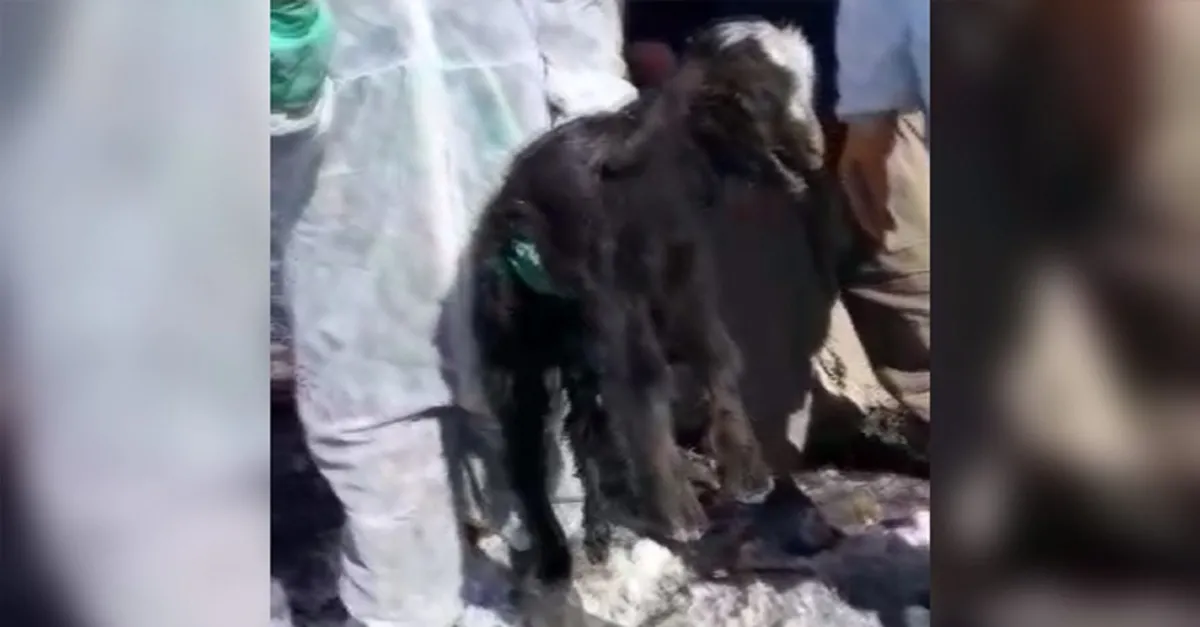 İran'da meydana gelen Van'ı vuran depremden günler sonra enkazdan mucize kurtuluş! |Video