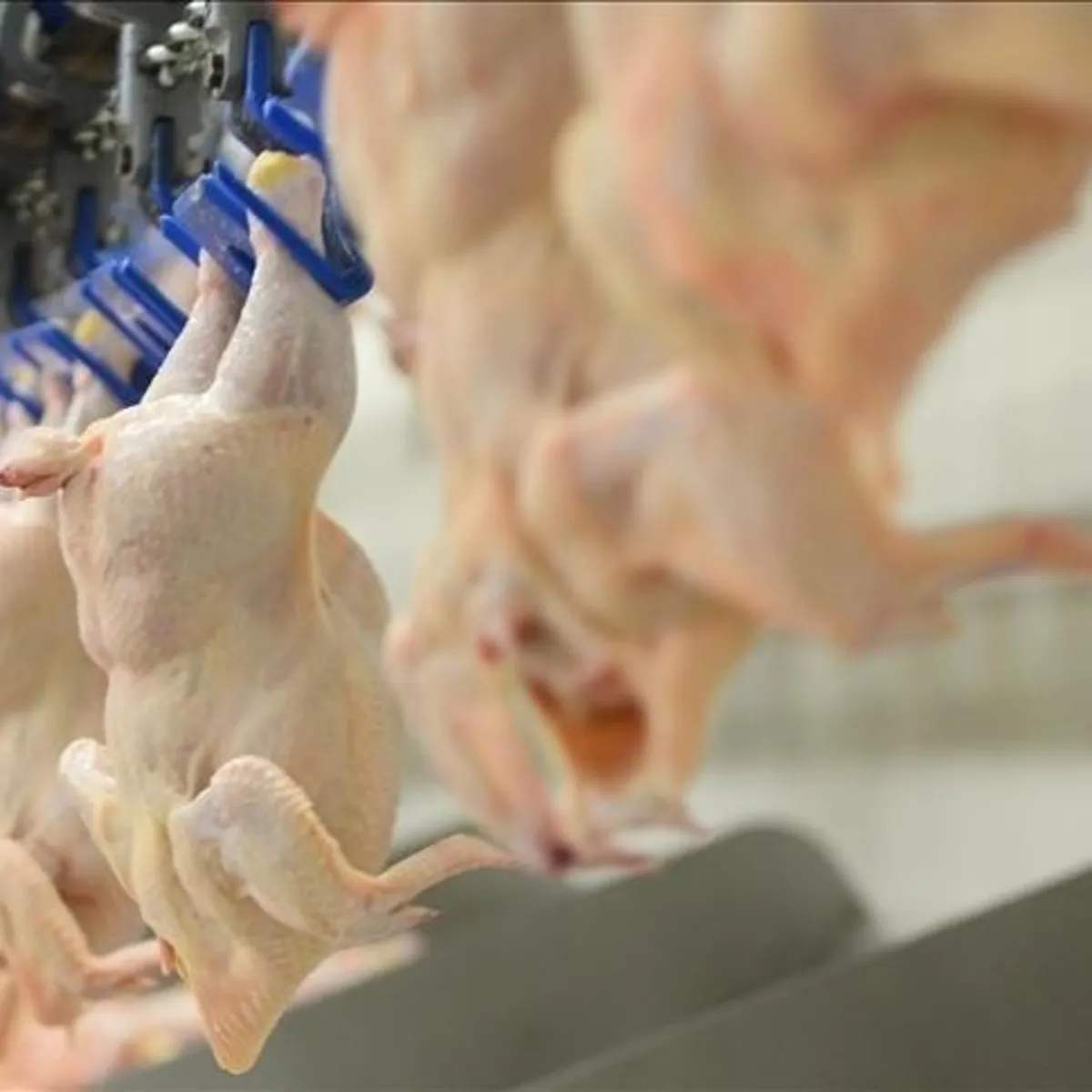 Haksız fiyat artışları sonrası kanatlı eti ihracatı durduruldu! Uzman isimden A Haber'de çarpıcı açıklama