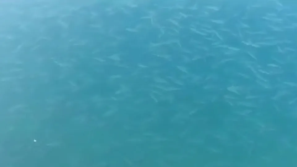 Son dakika: Boğaz’da şaşırtan görüntü! Görenler telefona sarıldı! Binlerce balık...