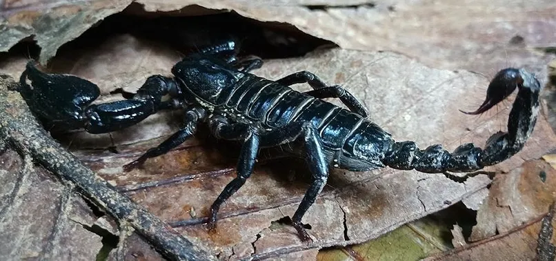 Akrebin zehri Türkiye'nin ihracatına katkı sağlayacak