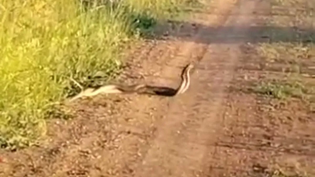 Yılanların dansı böyle görüntülendi