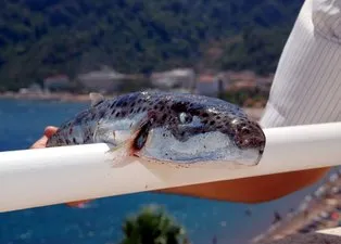 Siyanürden 1200 kat daha zehirli! Balon balığında 30 insanı öldürecek toksin var