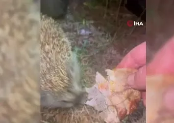 Kirpiyi kızarmış tavukla besledi
