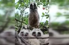 Baykuş ailesi böyle görüntülendi