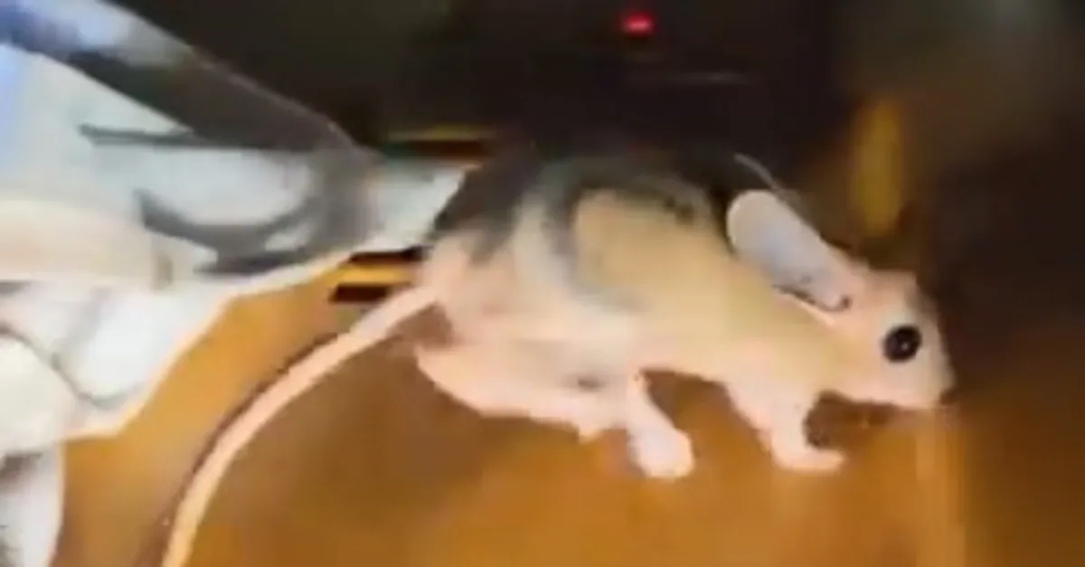 Nesli tükenmekte! Elazığ'da görüldü