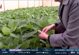 A Haber Pendik'in Göçbeyli köyünde