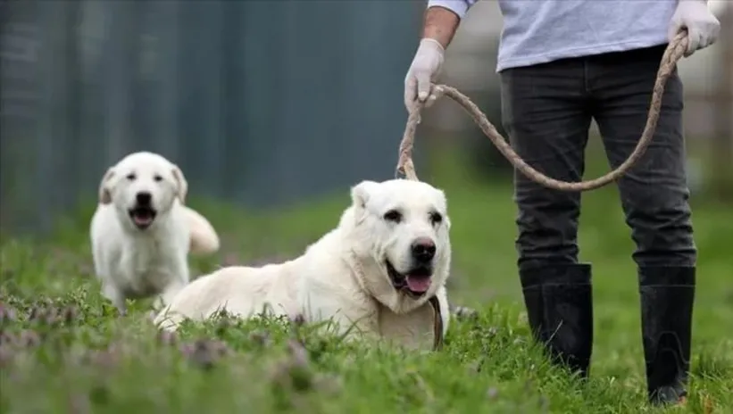 Pasaportsuz gezinti yok! İşte hayvan sahiplerinin görev ve sorumlulukları!