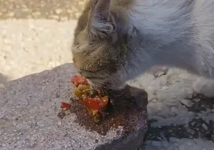 Elazığ'da kediye menemen ikramı gülümsetti
