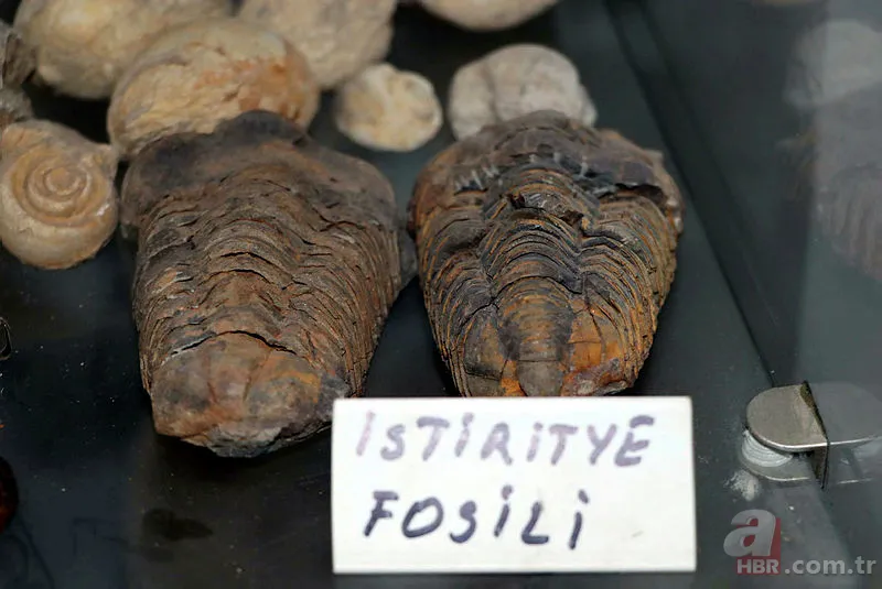 Eskişehir'de dinozorlardan önce yok olmuş canlı fosili buldu! Tam 550 milyon yıl öncesine ait... 8