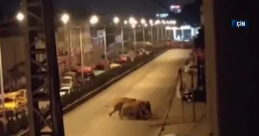 Yerleşim yerinde fil paniği! Şehre girmemesi için yollar kapatıldı