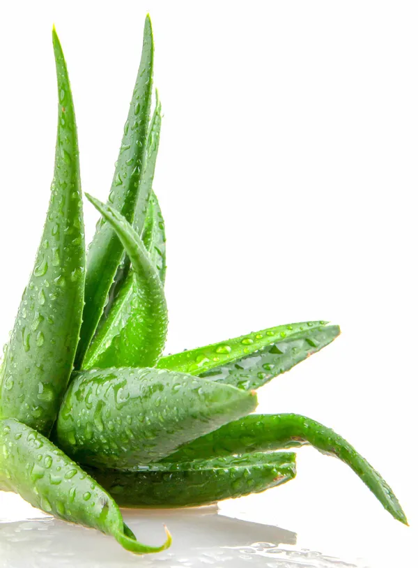 1708005837125.jpg Meğer çok faydalıymış! Evde Aloe vera bakmanız için 7 neden! - 4