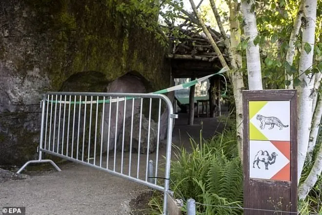 Hayvanat bahçesinde dehşete düşüren olay! Kaplan 55 yaşındaki kadın görevliyi ziyaretçilerin gözü önünde parçaladı