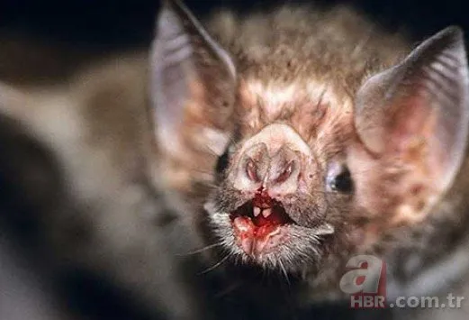 Vampir yarasalar neden sadece kan ile besleniyor? Gerçek ortaya çıktı