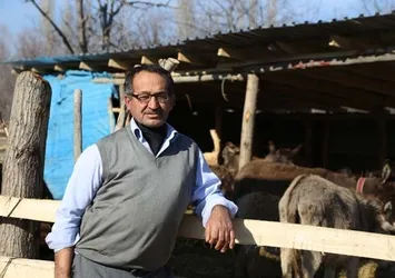 Kansere iyi geldiği düşünülen eşek sütünü litresi 100 liradan satıyor!