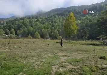 Bin 200 kilometre uzaktan gelip diktiği fidanlar orman oldu