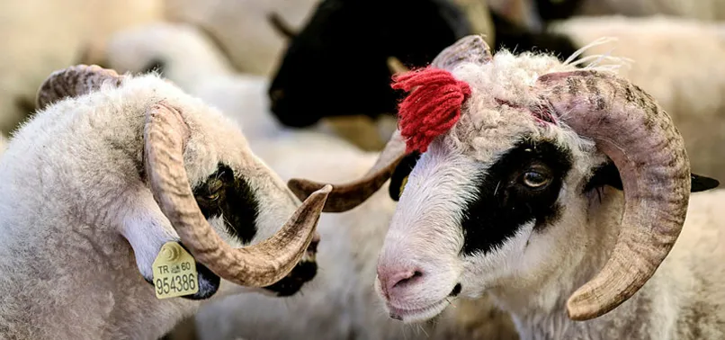 Kurban Bayramı tatili 9 gün olacak mı? Bayram tatili kaç gün olacak? İşte ilk açıklama!