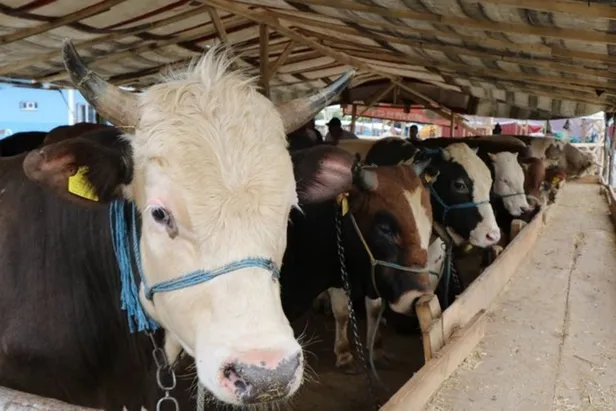 Kurban Bayramı ne zaman, hangi tarihte? Kurban Bayramı 7-8-9 gün mü olacak? - 1
