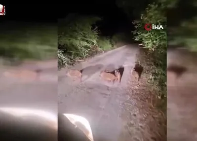 Sinop’ta domuzlar evlerin önüne kadar geldi