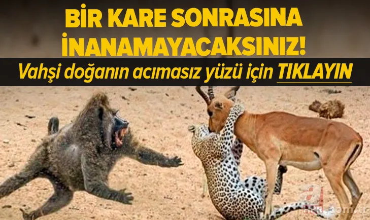 Aslanın kafesine köpek bıraktılar! Herkes olanları izledi... 5