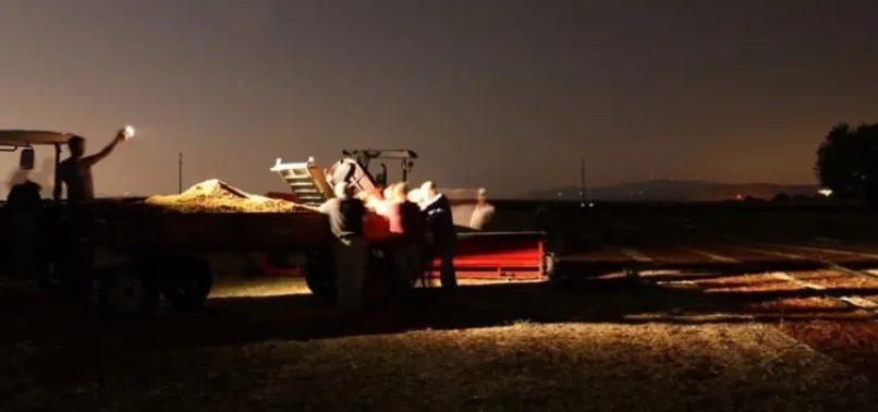 Manisa Ovası'nda üzüm kurutma sezonu başladı