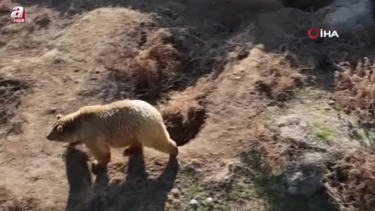 Ayılar kış uykusuna yatmadı