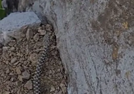 Havalar ısınınca ortaya çıktı! 1 metre uzunluğunda zehirli kocabaş yılanı böyle görüntülendi