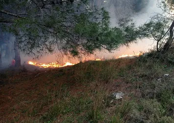 Balıkesir'de ormanlık alanda yangın! Çok sayıda ekip sevk edildi