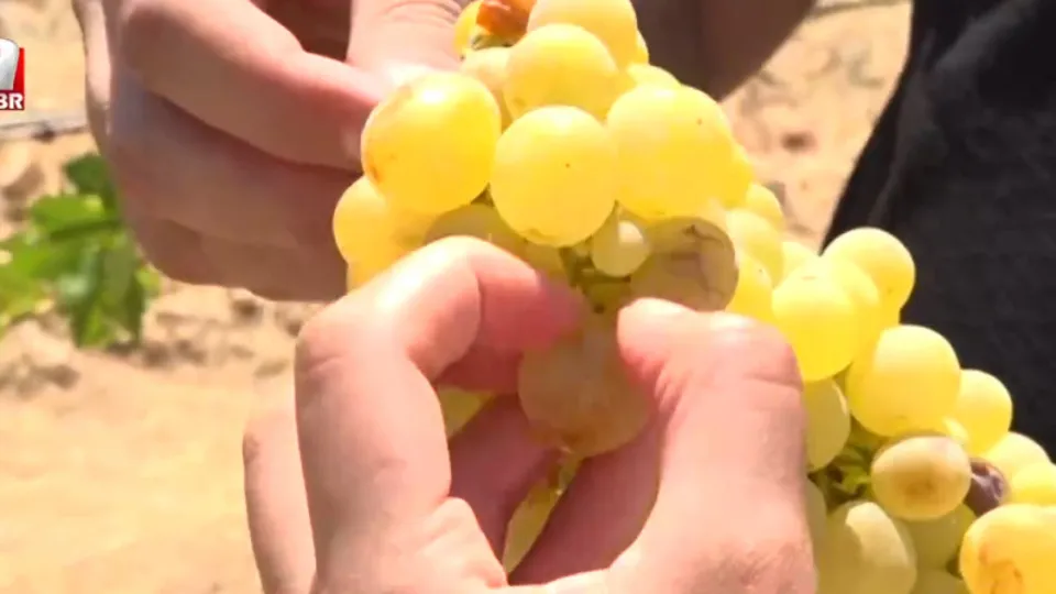 Tescilli Mardin üzümü hasadı başladı