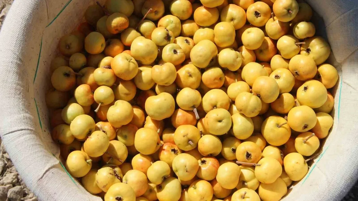 Yıllar önce dikti! Şimdi paraya para demiyor! 1 kilosu...