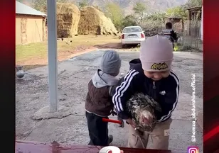 KAZANAN TAVUĞUNU DOYURDU