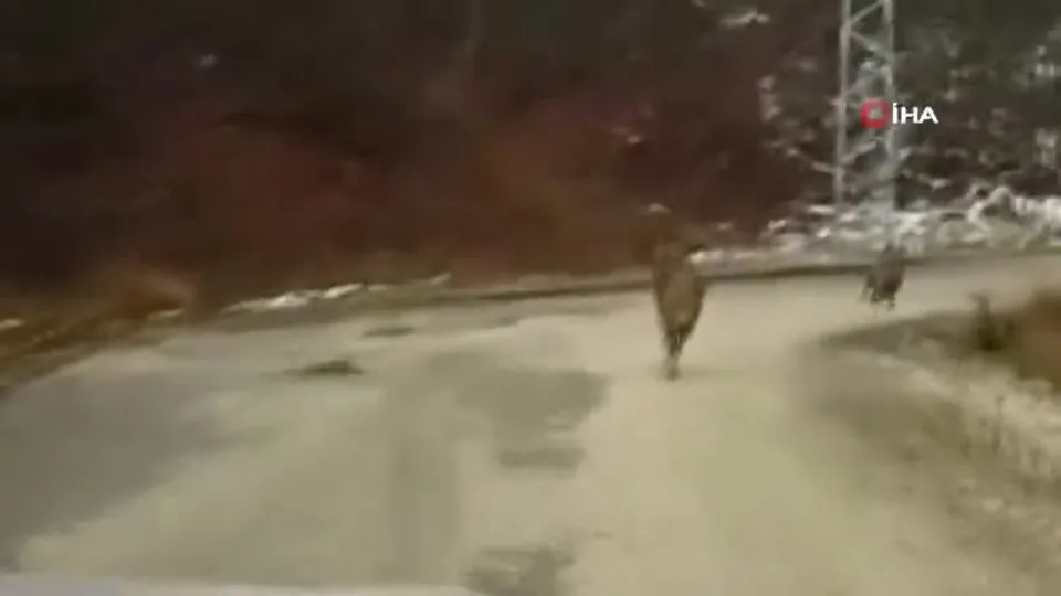 Tunceli’de şoke eden manzara! Gündüz vakti böyle görüntülendiler