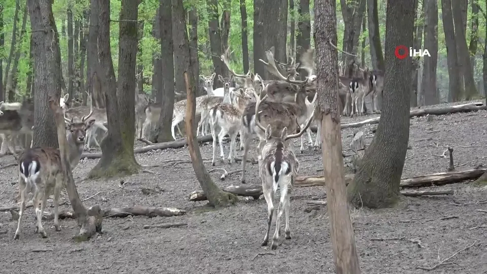 Kızıl geyikler boynuzlarını değiştiriyor