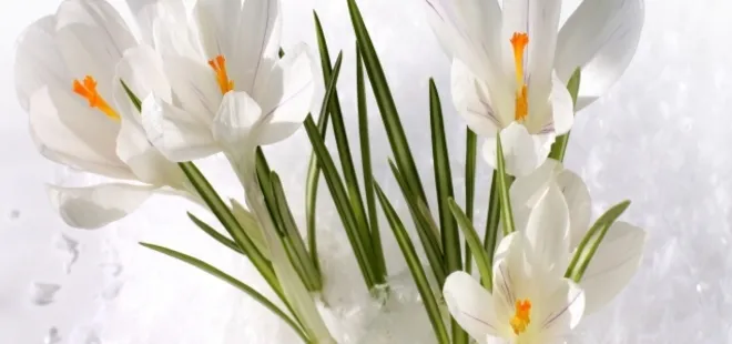 Kardelen çiçeğinin bilinmeyen özelliği