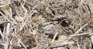 Vaşak ve yavruları görüntülendi