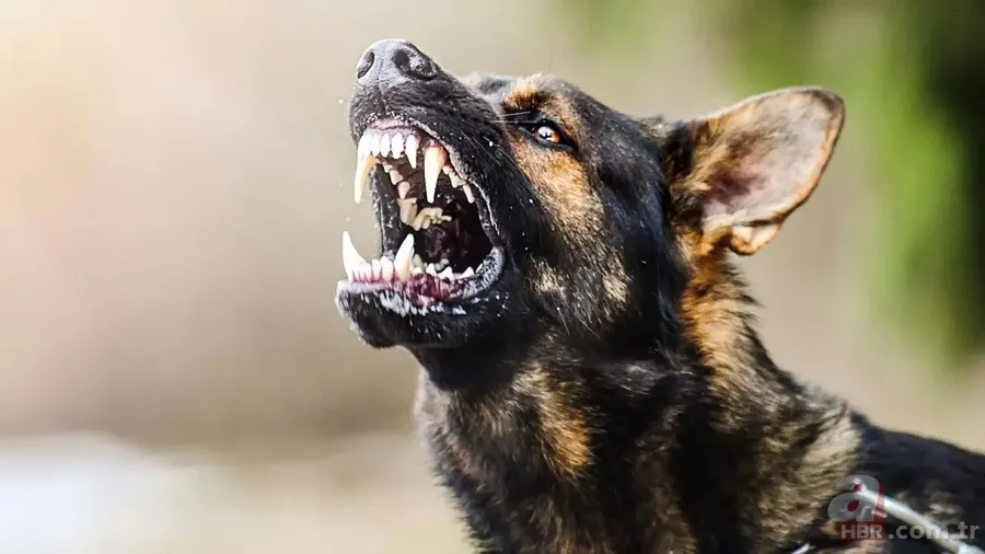 Ekşi Sözlük skandalı bitmek bilmiyor! 'Bir çocuğu mu kurtarırsınız yoksa bir köpeği mi?' sorusuna mide bulandıran cevaplar 8