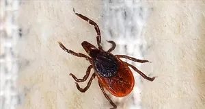 Kurban Bayramı öncesinde kene riskine dikkat edilmesi uyarısı