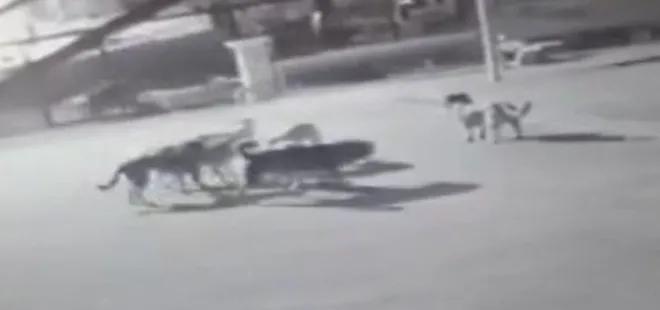 Hamile kedi köpek sürüsü tarafından parçalandı