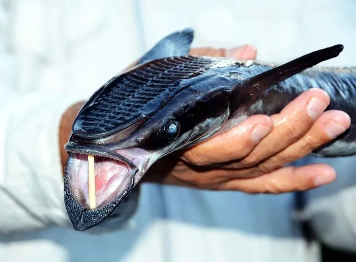 Bodrum’da vantuz balığı şaşkınlığı
